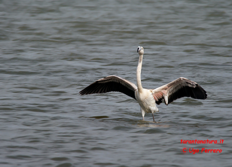 Un salina del salento